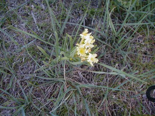 Fringed Puccoon (Lithospermum incisum)