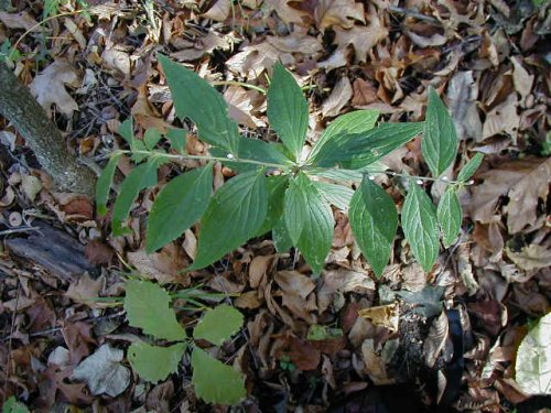 American Stoneseed (Lithospermum latifolium)