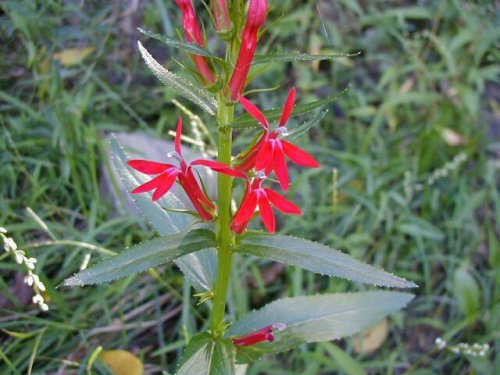 Cardinal Flower (Lobelia cardinalis)