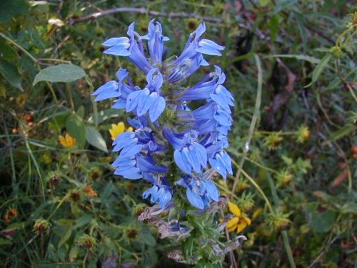 Great Blue Lobelia (Lobelia siphilitica)