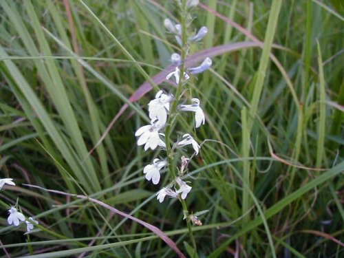 Pale Spike Lobelia (Lobelia spicata)