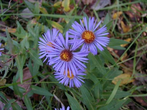 New England Aster (Aster novae-angliae)