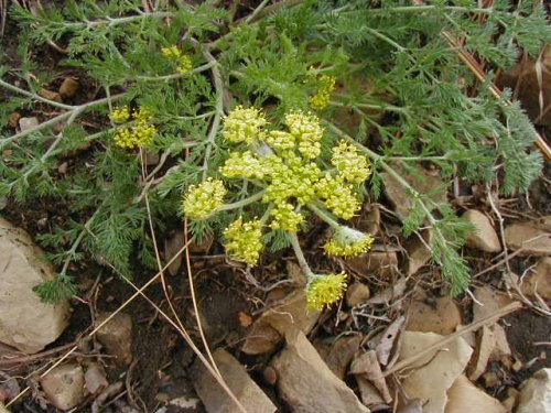 Desert Biscuitroot (Lomatium foeniculaceum)