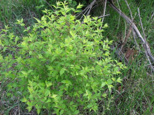 Amur Honeysuckle (Lonicera maackii)