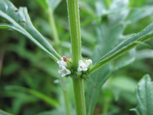 American Bugleweed (Lycopus americanus)