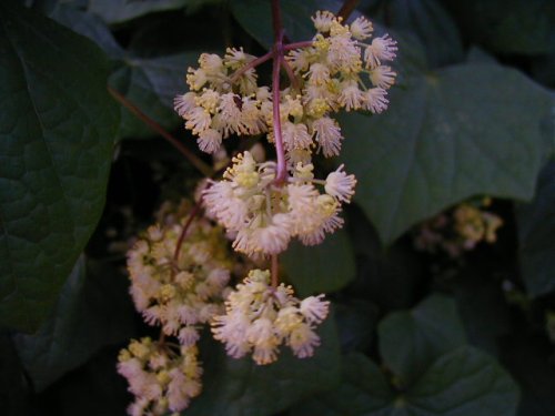 Moonseed (Menispermum canadense)