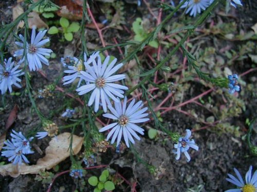 Sky Blue Aster (Aster oolentangiensis)