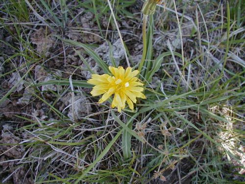 False Dandelion (Microseris cuspidata)