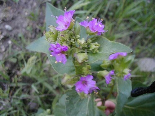 Wild Four-O'clock (Mirabilis nyctaginea)
