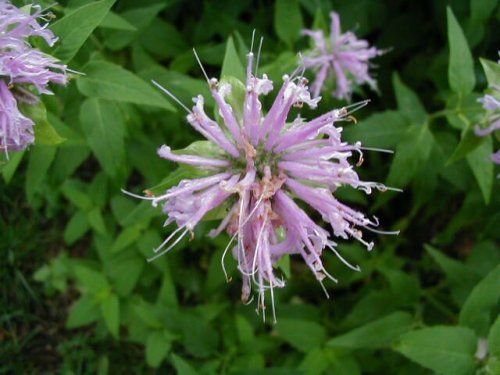 Mint-leaf Beebalm (Monarda fistulosa)