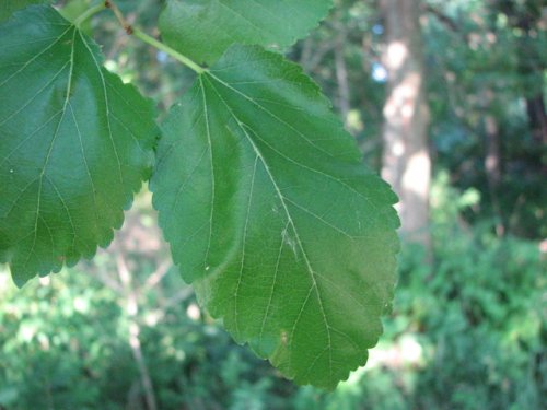 White Mulberry (Morus alba)