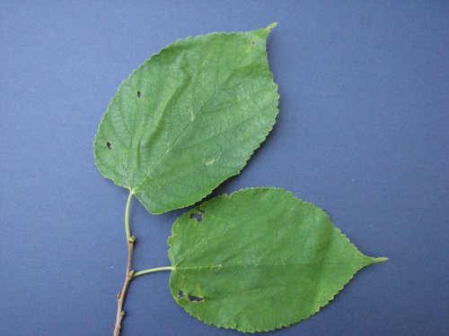 Red Mulberry (Morus rubra)