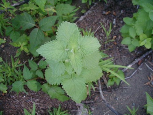 Catnip (Nepeta cataria)