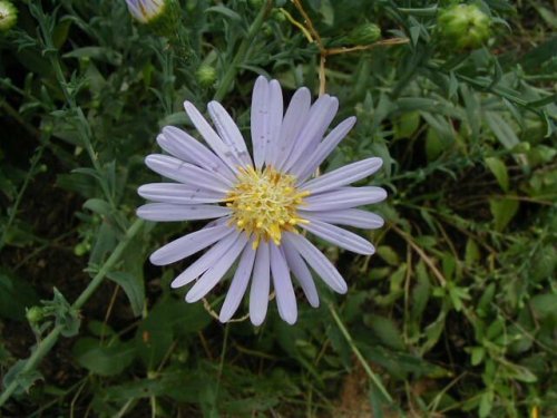 Smooth blue aster (Aster laevis)