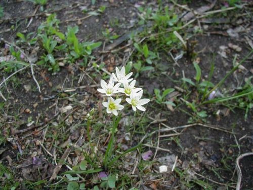 False Garlic (Nothoscordum bivalve)