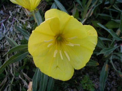 Missouri evening primrose (Oenothera macrocarpa)