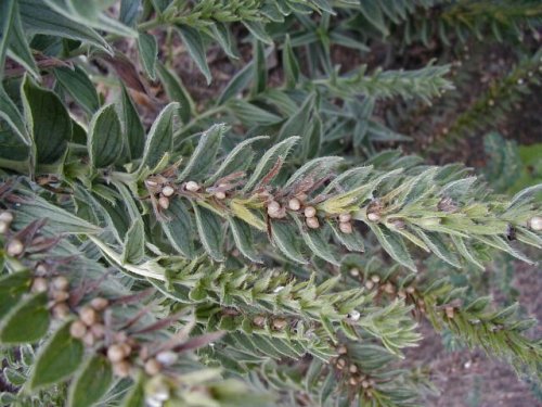 Western Marbleseed (Onosmodium molle)