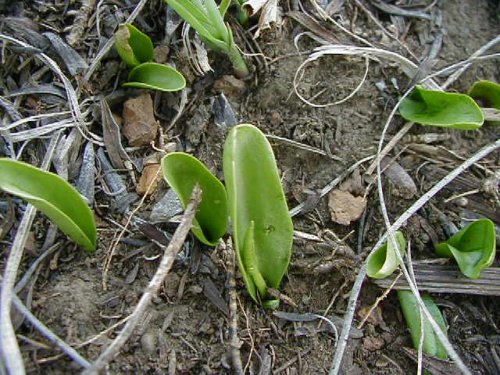 Adders Tongue Fern (Ophioglossum engelmannii)