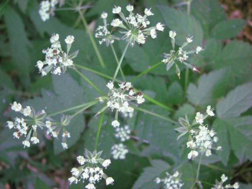 Anise Root (Osmorhiza longistylis)