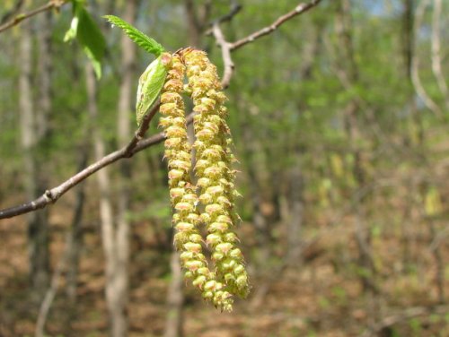 Hop Hornbeam (Ostrya virginiana)