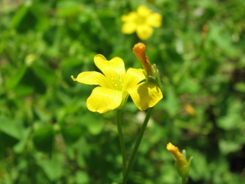 Gray-green Wood Sorrel (Oxalis dillenii)