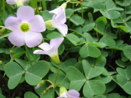 Violet Wood Sorrel (Oxalis violacea)