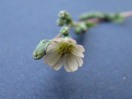 Willow Leafed Lettuce (Lactuca saligna)