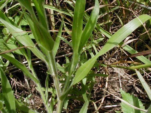 Witchgrass (Panicum capillare)