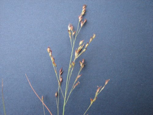Switchgrass (Panicum virgatum)