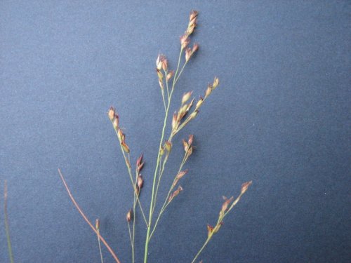 Switchgrass (Panicum virgatum)