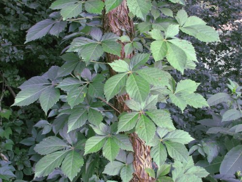 Virginia Creeper (Parthenocissus quinquefolia)