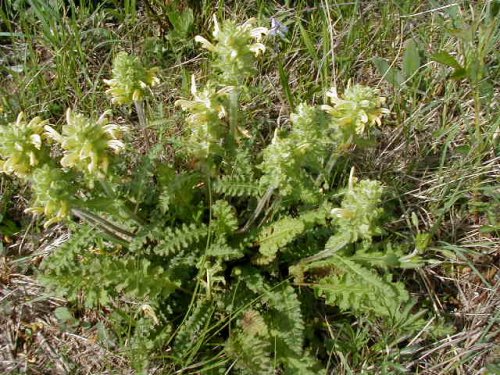 Common Lousewort (Pedicularis canadensis)