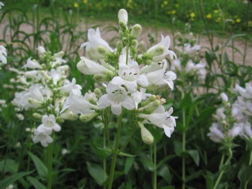 Foxglove Beardtongue (Penstemon digitalis)