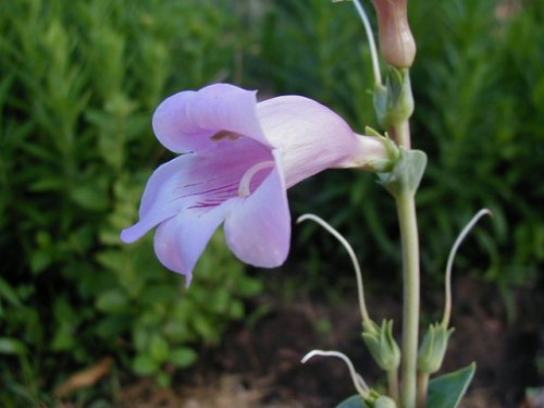 Large-flower beardtongue (Penstemon grandiflorus)