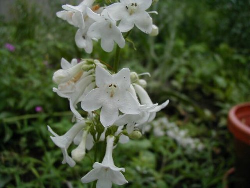 Tube Beardtongue (Penstemon tubiflorus)