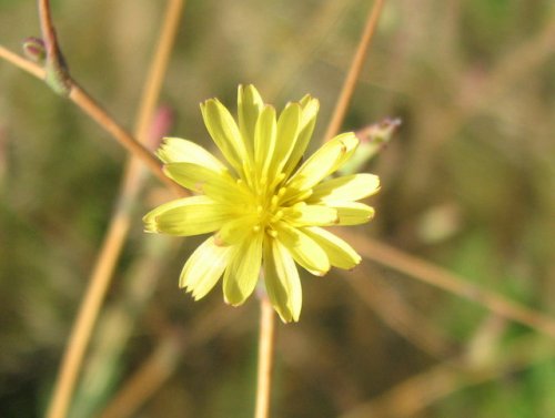 Prickly Lettuce (Lactuca serriola)