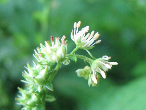 Ditch Stonecrop (Penthorum sedoides)