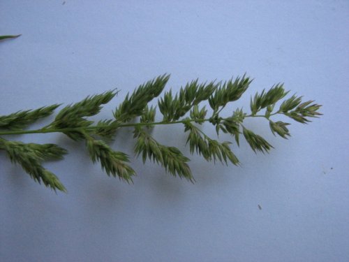 Reed Canary Grass (Phalaris arundinacea)