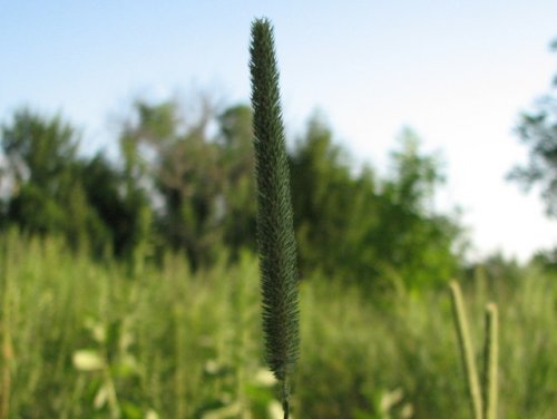 Timothy (Phleum pratense)