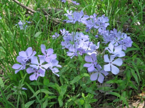 Blue Phlox (Phlox divaricata)