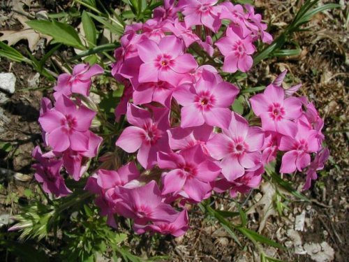 Prairie Phlox (Phlox pilosa)