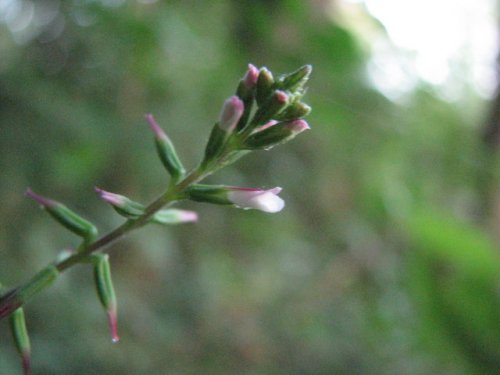 American Lopseed (Phryma leptostachya)