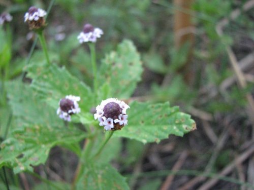 Lanceleaf Fogfruit (Phyla lanceolata)