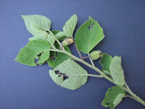 Clammy Ground Cherry (Physalis heterophylla)