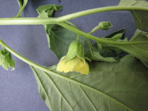 Long Leaf Ground Cherry (Physalis longifolia)