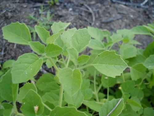 Downy Ground Cherry (Physalis pubescens)