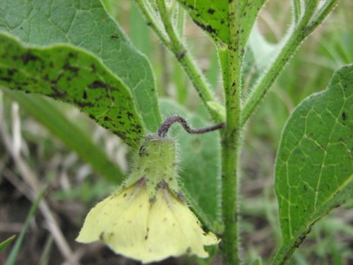 Prairie Ground Cherry (Physalis pumila)