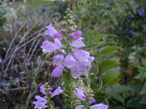 Obedient Plant (Physostegia virginiana)