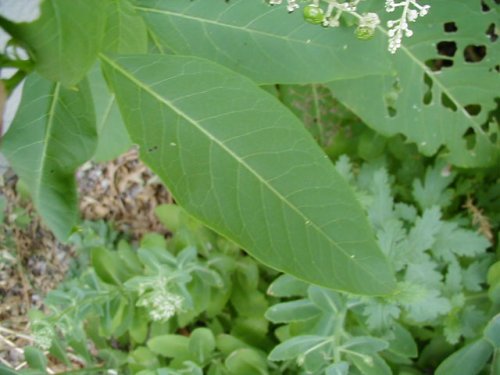 Pokeberry (Phytolacca americana)