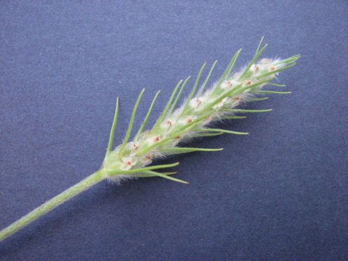 Largebracted Plantain (Plantago aristata)